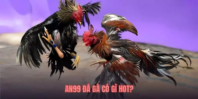 AN99 đá gà có gì hot?