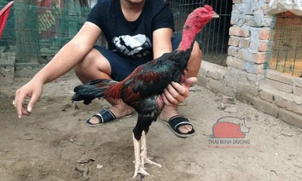 Cách khắc phục các lỗi đá gà chọi