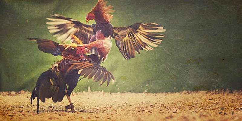 Lý do nên chọn đá gà trên mạng trực tiếp để chơi